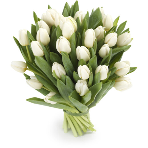 baltas tulpes